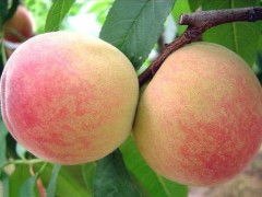 桃树苗种植批发 各类精品桃树苗种植繁育 河北桃树苗基地 桃树苗图2