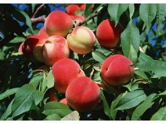 桃树苗种植批发 各类精品桃树苗种植繁育 河北桃树苗基地 桃树苗图3