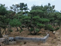 莱芜造型松，大型造型松基地，造型松价格表，造型松盆景包活图1
