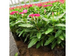 长春花 国产长春花 日日春 直立长春花 阳台庭院盆栽四季种 城美耐寒花卉图2