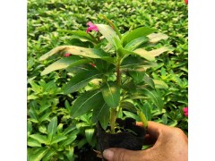 长春花 国产长春花 日日春 直立长春花 阳台庭院盆栽四季种 城美耐寒花卉图3