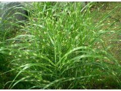 大量供应斑叶芒苗 绿化用宿根植物斑叶芒小苗 青州宿根植物园图1