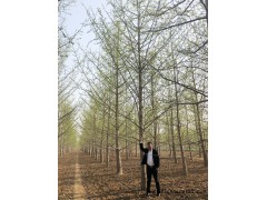 园林工程行道树-银杏树 各种规格银杏树供应 郯城银杏第一乡图1