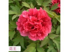 花王牡丹苗图1
