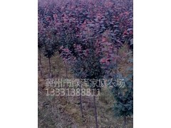 红叶李价格 美国进口红叶李价基地 雷云-美国进口红叶李品种图2