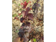 红叶李价格 美国进口红叶李价基地 雷云-美国进口红叶李品种图3