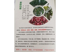 河北定州市恒信苗木花卉专业合作社专业经营彩叶豆梨图1