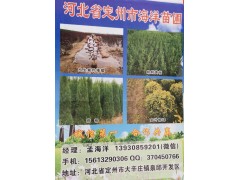 河北省定州市海洋苗圃供应大小规格朝鲜黄杨图1