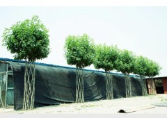 白蜡造型树，白蜡中国结造型树，国内专供白蜡结节造型树 白蜡树图1