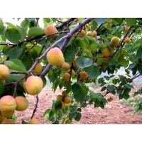2-5公分的杏树 凯特杏树苗 金太阳杏树苗等多品种杏树供应