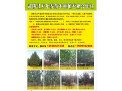供应2-6米高白皮松，焦作白皮松基地，大量供工程用白皮松图1