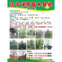 绿源苗木供应东北红豆杉小苗1-6年生高度10-50公分大量