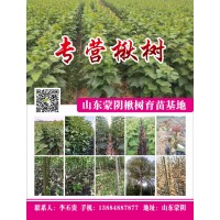 山东省蒙阴县蜜桃新品种繁育基地专供各种新品种桃苗
