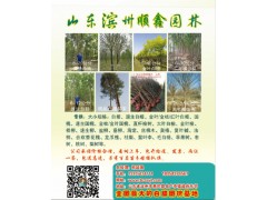 山东滨州顺鑫园林供应5-10公分金叶白蜡/白蜡/老白蜡图1