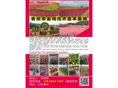 供应园林工程用宿根花卉/草花/时令草花系列，青州金珀花卉基地图1