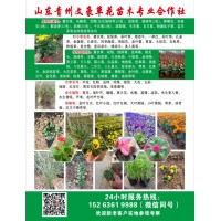 大量供应各类时令草花/宿根花卉，山东青州文豪草花苗木合作社