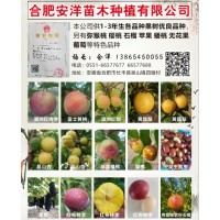 合肥安洋苗木种植有限公司供应供1-3年生各品种果树优良品种