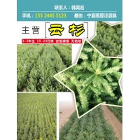 大量供应主营3-3年生15-20万株 密植裸根无枯枝，现货