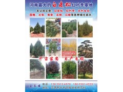 河南焦作白皮松培育基地专供10公分-10米高白皮松图1