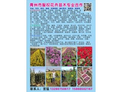 青州智权花卉苗木供应宿根花卉/时令草花/水生植物/绿化苗木等图1