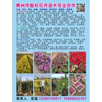 青州智权花卉苗木供应宿根花卉/时令草花/水生植物/绿化苗木等