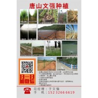 河北文强苗木供应公路围栏护栏网，贴丝网格，隔离网，园艺护栏
