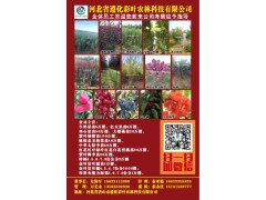 遵化彩叶农林科技有限公司供应牛奶果苗5万棵，亿女果苗6万棵图1