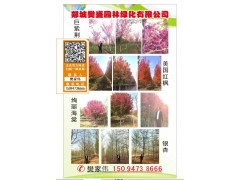 樊盛园林供应巨紫荆，美国红枫，绚丽海棠，银杏树系列工程苗图1