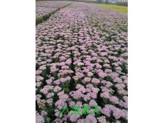 天元宿根花卉基地出售裸根苗，杯苗，大苗小苗，耐寒宿根花卉图1
