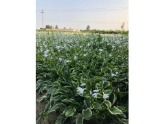 天元宿根花卉基地大量出售金边玉簪、花叶玉簪、紫玉簪等玉簪系类图1