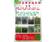 武陟昊希家庭农场供应梨/苹果/桃树/石榴树等各种果树类苗木图1
