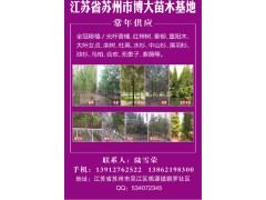江苏省苏州市博大苗木基地常年供应全冠移植/光杆香樟图1