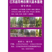 江苏省苏州市博大苗木基地常年供应全冠移植/光杆香樟