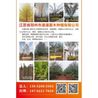 江苏邳州潘潘苗木大量供应3-60公分的银杏实生树银杏嫁接树