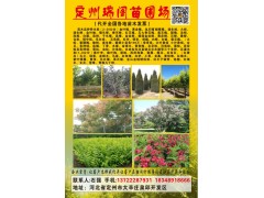 定州瑞阁苗圃场供应2-20公分金叶榆苗，河北定州金叶榆基地图1