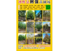博野县树强苗圃场主营垂柳，嫁接垂柳，速生柳，旱柳图1