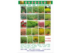 沭阳睿彬园艺场常年销售球类、地被、水生植物等绿化苗木图1