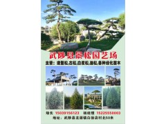 武陟县景松园艺供应造型油松、迎客松、古松、盆景、白皮松和油松图1