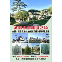 武陟县景松园艺供应造型油松、迎客松、古松、盆景、白皮松和油松