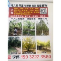 博野县常青苗圃场常年供应国槐/白蜡/法桐等园林工程绿化苗木