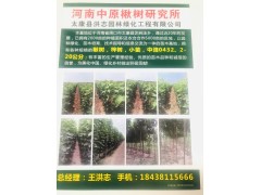 太康洪志园林大量供应2-20公分楸树/梓树/中洛0432系列图1