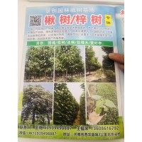1200亩楸树现货销售，周口景创园林专业供应各种规格楸树系列