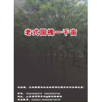 山东联银苗木现有老式国槐1000余亩，大量供各种规格老式国槐