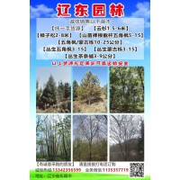 辽东园林现货供应10-25公分五角枫/蒙古栎园林工程苗
