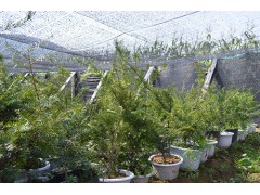 东北红豆杉基地大量供应红豆杉盆景苗，家庭养殖红豆杉盆景供应图2