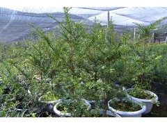 东北红豆杉基地大量供应红豆杉盆景苗，家庭养殖红豆杉盆景供应图3