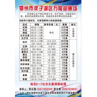 鄂州市梁子湖万隆苗圃场供应绚丽海棠H0.8-1.5米15万株