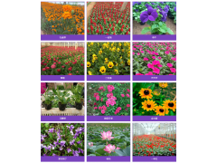 繁星花杯苗，施工设计花海花坛，造景宿根花卉供应 艳梅图2