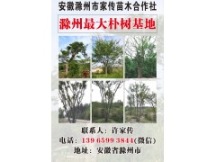 朴树图1