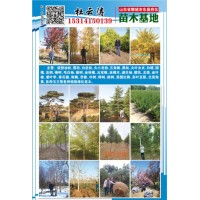 聊城云涛苗木基地供应园林工程白皮松造型/油松造型苗木